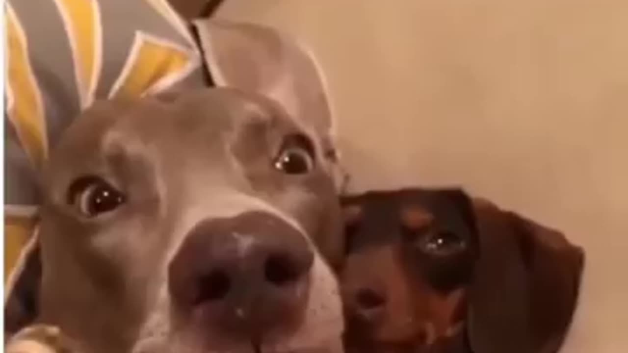funny doggies
