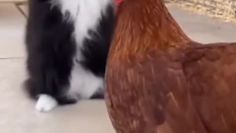 Cat vs. Chicken