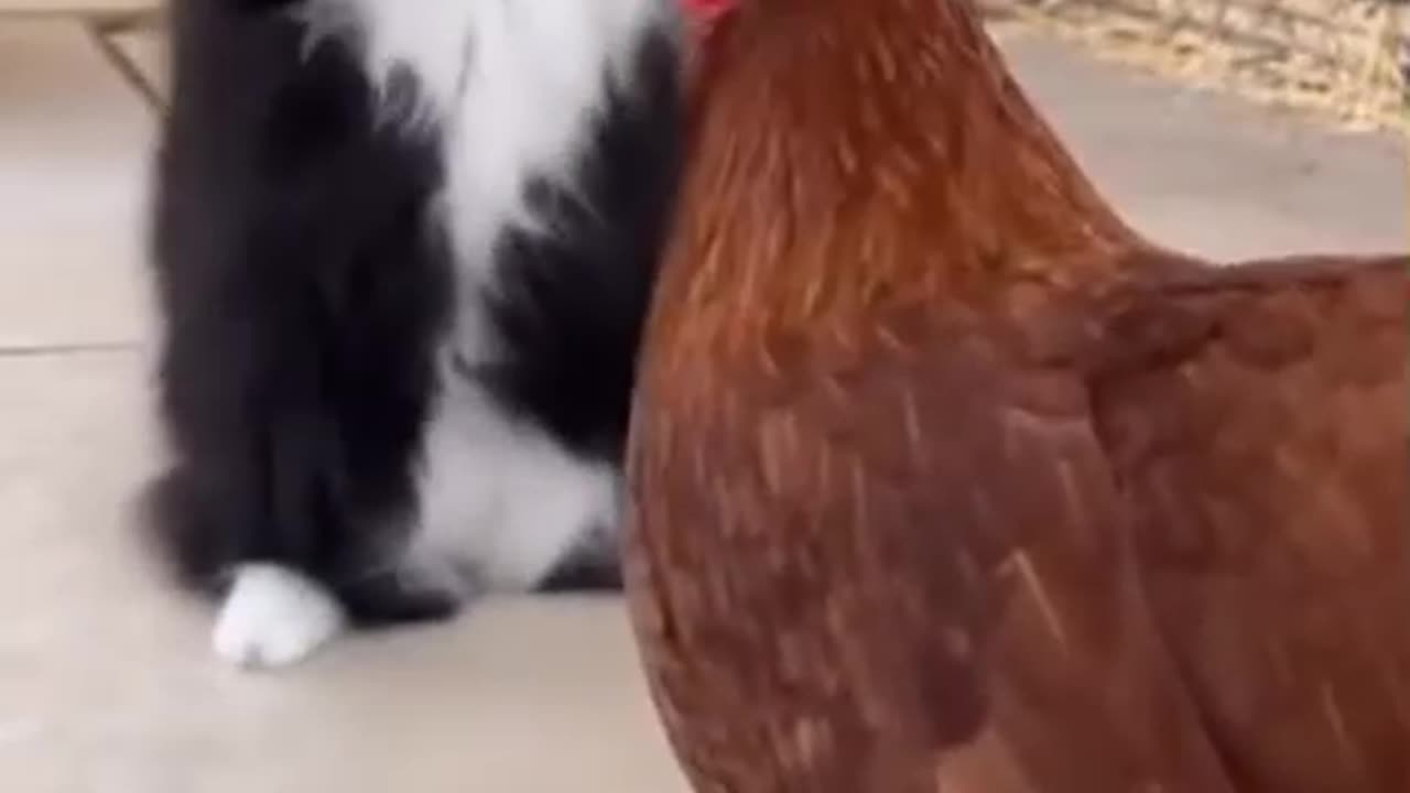Cat vs. Chicken
