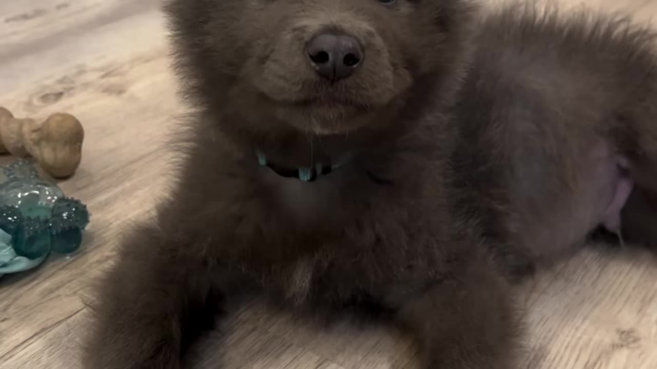 this dog is insanely beautiful 😍🐶 can’t stop watching!