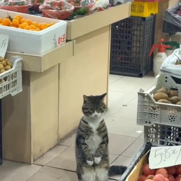 The Real Boss of the Store رئیس واقعی مغازه