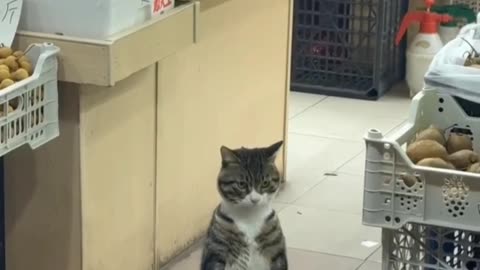 The Real Boss of the Store رئیس واقعی مغازه