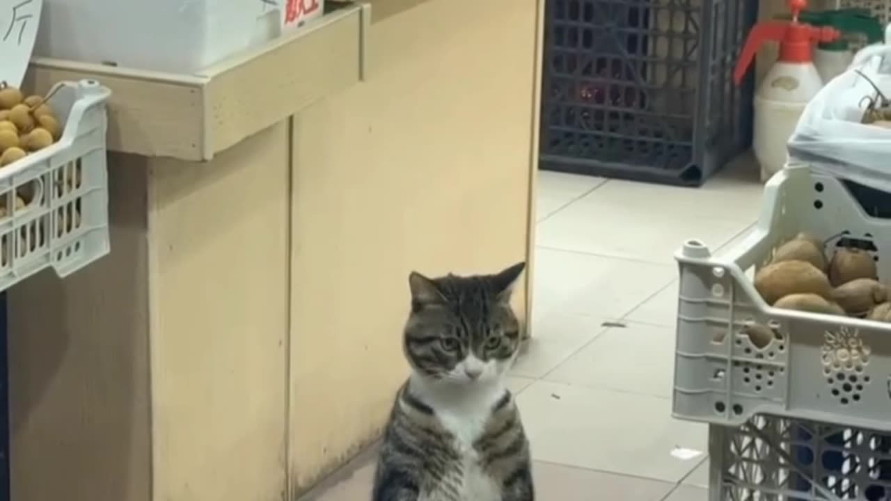 The Real Boss of the Store رئیس واقعی مغازه
