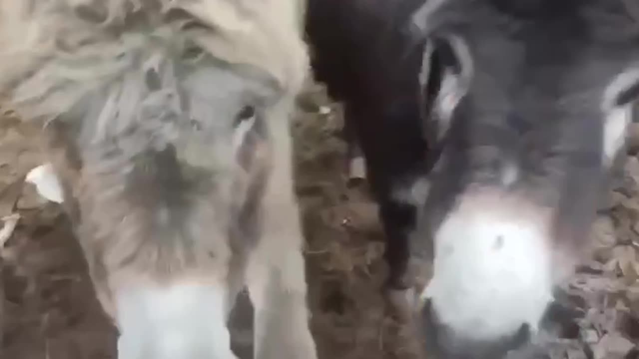 New batches of donkeys have arrived at the Russian army.