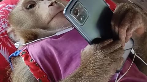 SMART MONKEY 😱😱😱