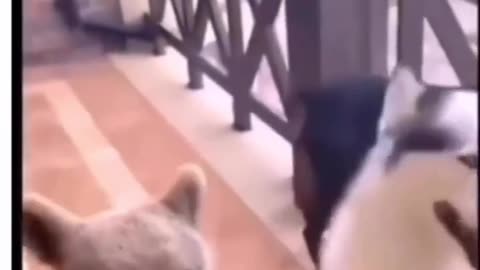 Cute animal