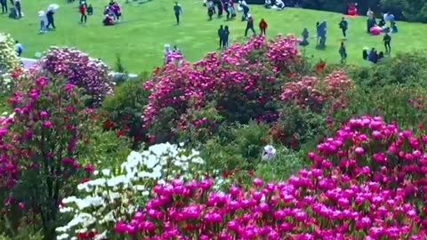 Peaceful Outdoor Views 🌳 Stunning Nature Scenes 🐦🌺 Amazing Nature Views 🍃 #Shorts