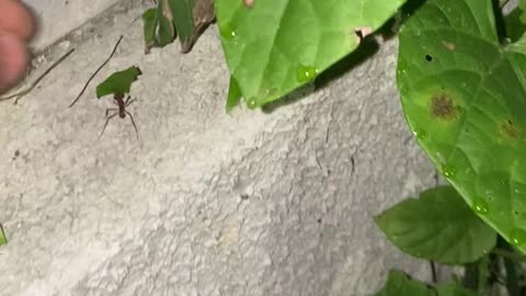 Ant Granted Warp Speed Reaches Anthill Faster