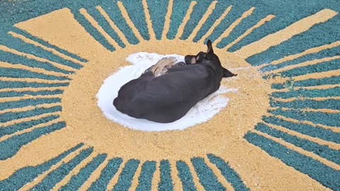 Dog Sleeping in the Center of Eucharist Salt Carpet