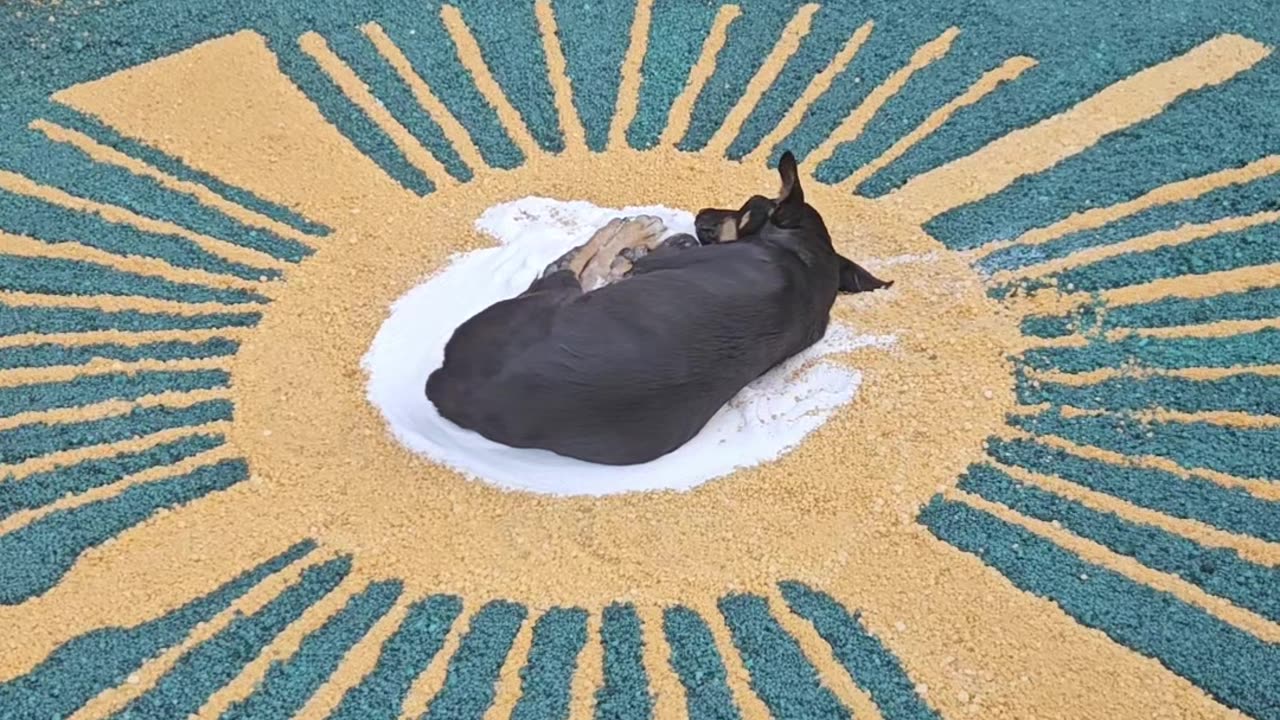 Dog Sleeping in the Center of Eucharist Salt Carpet