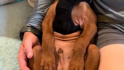 😭🐶 Dog's Reaction to 'You Hurt My Feelings' is Priceless | FunFM