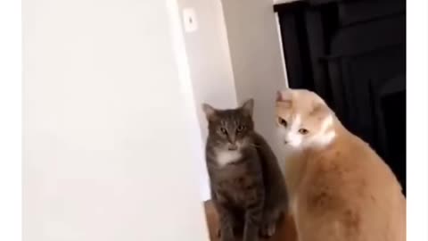 #funny #cats moment