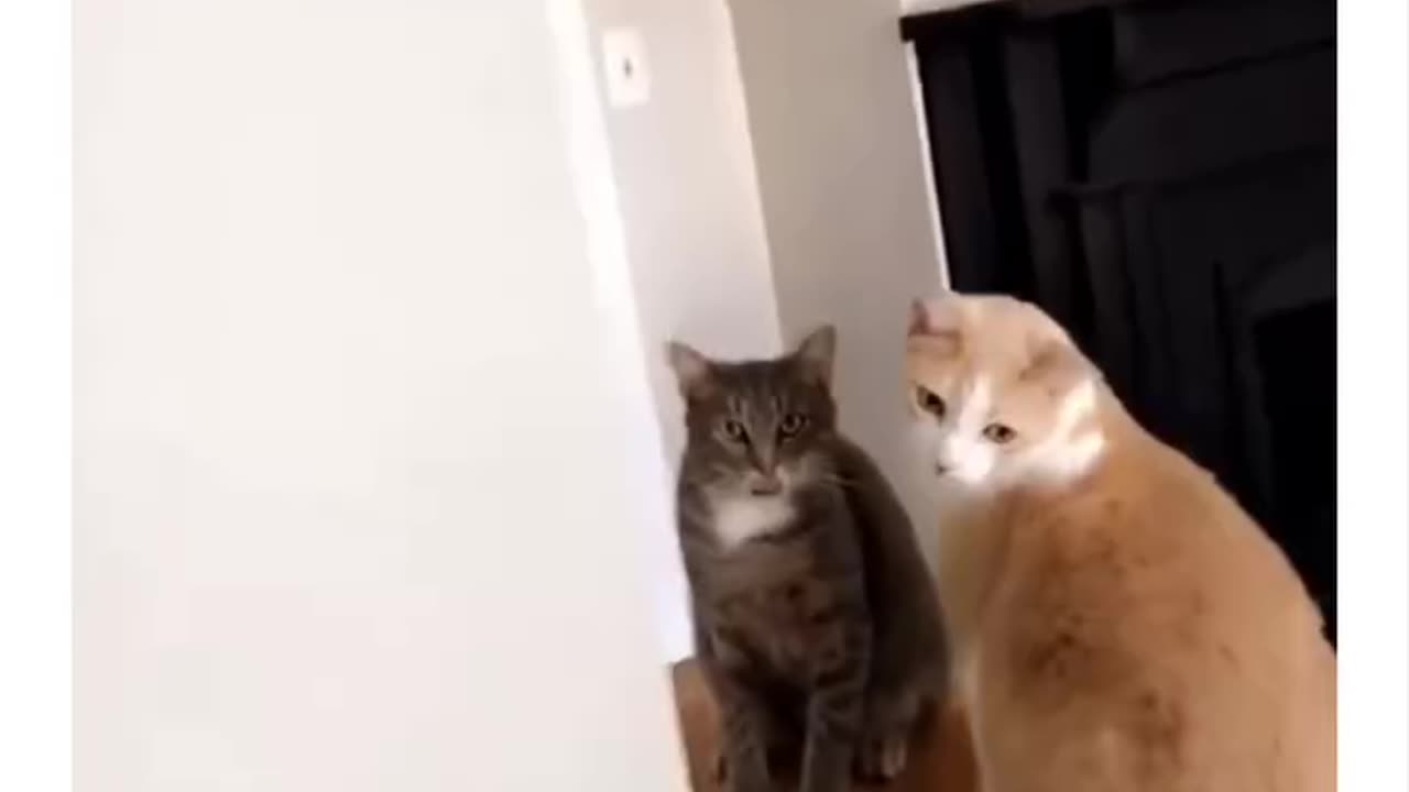 #funny #cats moment
