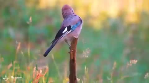 relaxaxing music part 4