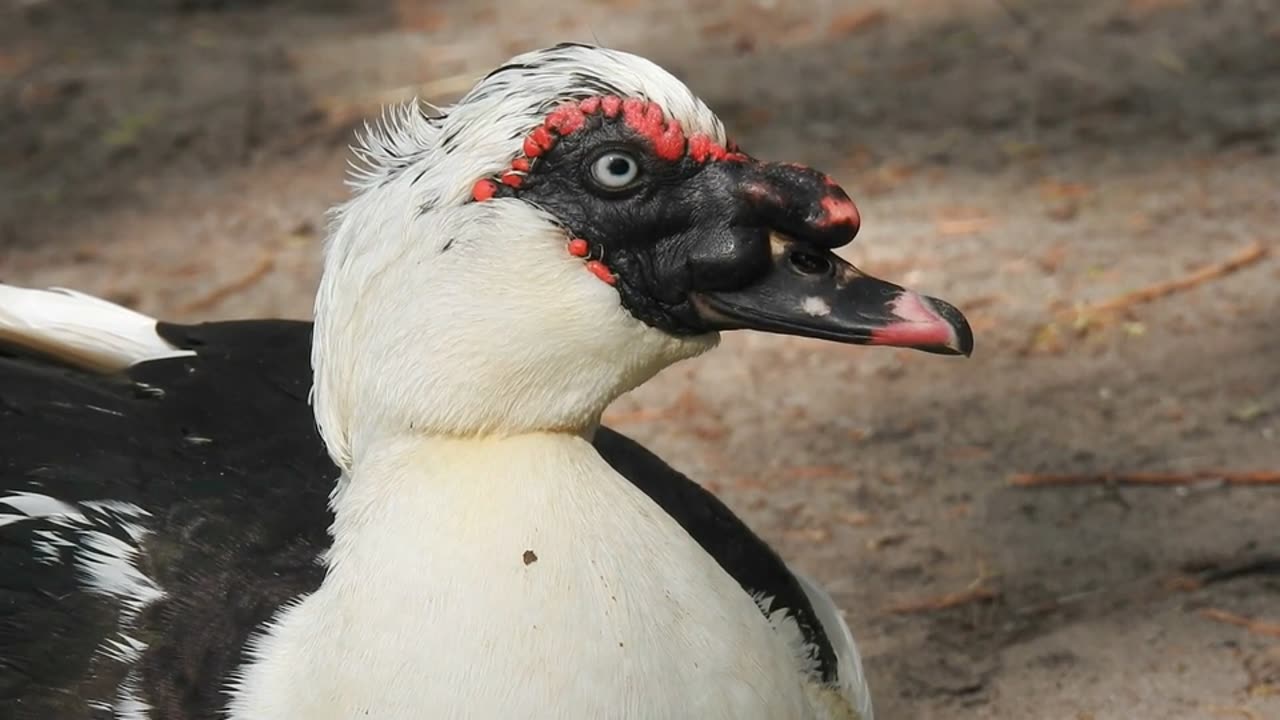 Duck, muscovy duck, waterbird