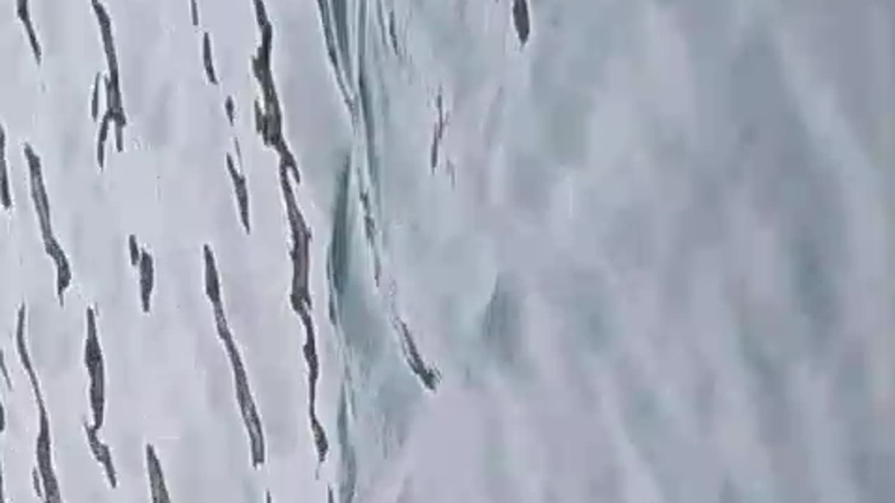 TIBURÓN COQUIMBO