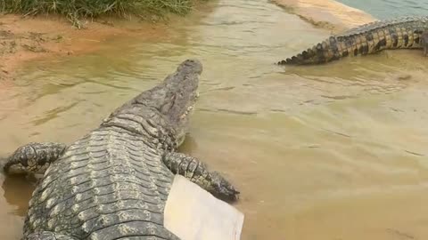 The crocodile that is not scared by the shovel has a story.
