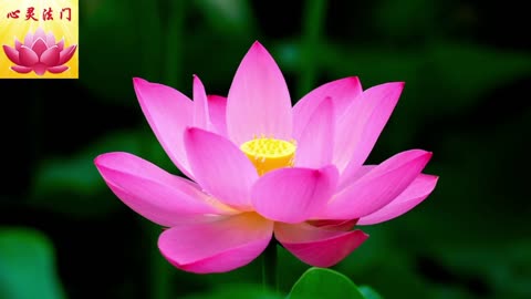 2025 11 3 #心灵法门 #卢军宏