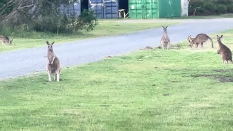 Australian kangaroos