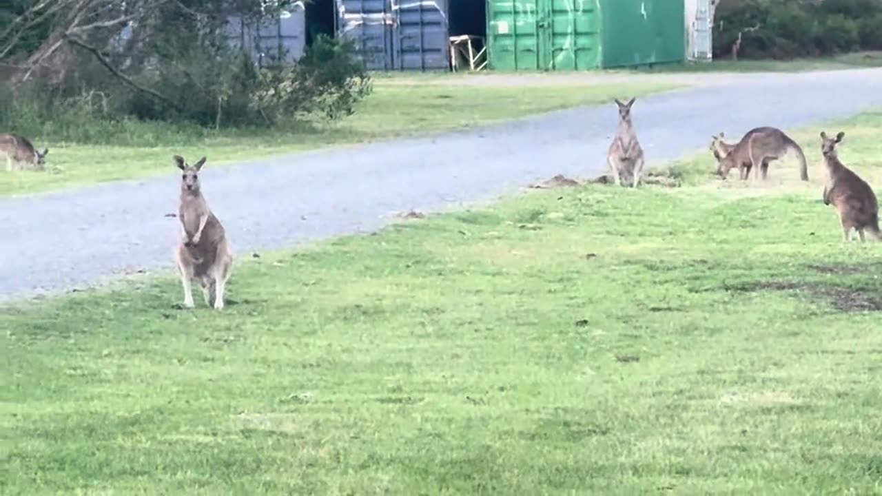 Australian kangaroos