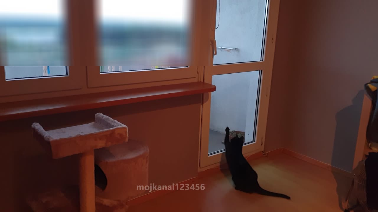 Kotełka i owad