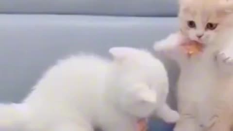Cute cat video