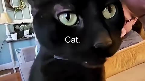 Smartest Cats Ever! 🧠 Watch These Genius Felines