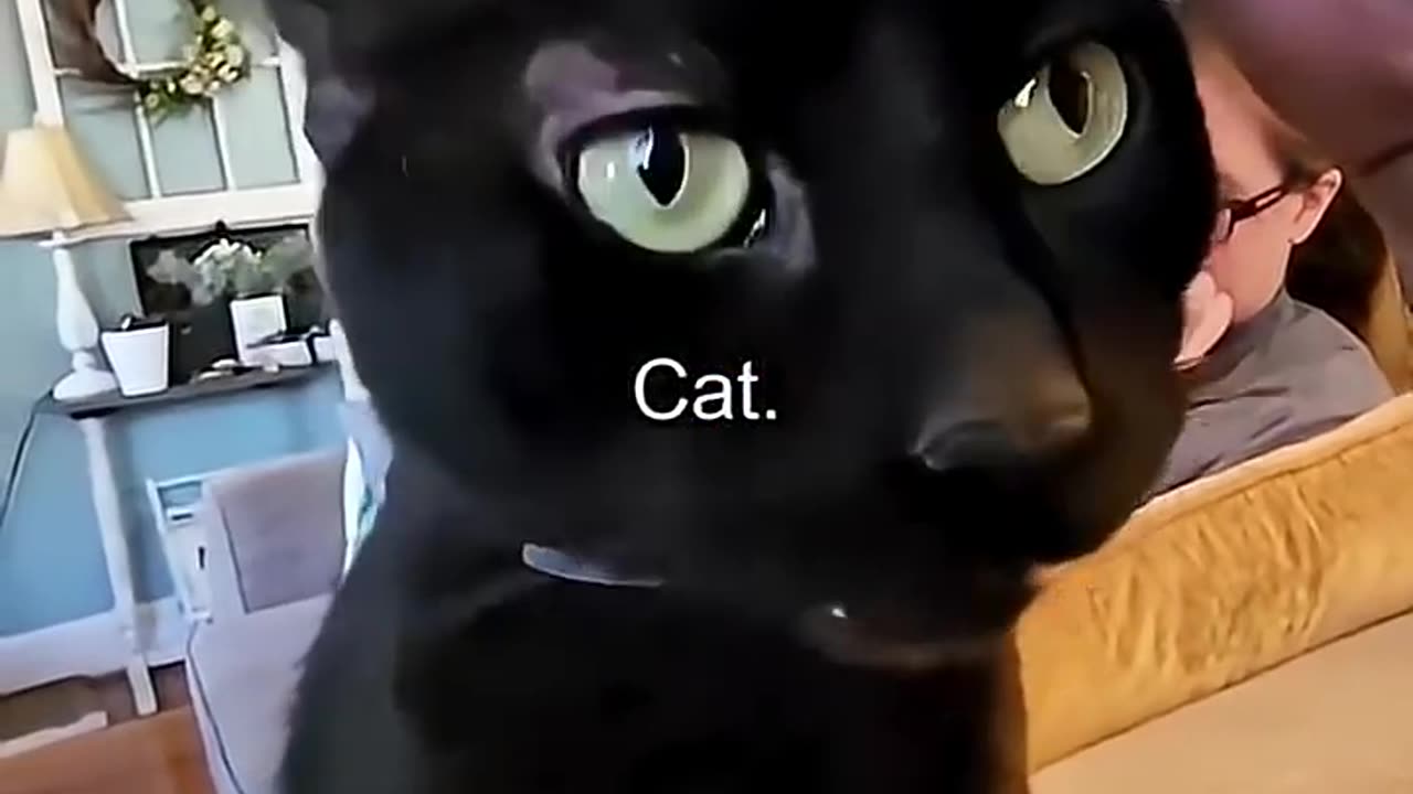 Smartest Cats Ever! 🧠 Watch These Genius Felines