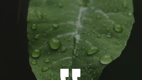 Loja Tática Online