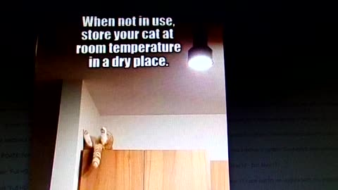 Our funny cats: