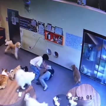 The dogs were so worried.. 🥺