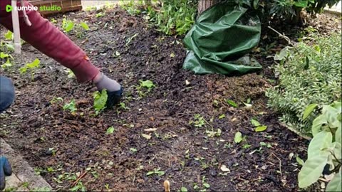planting some sweetcorn out next to the drive in the UK 🌱🌽