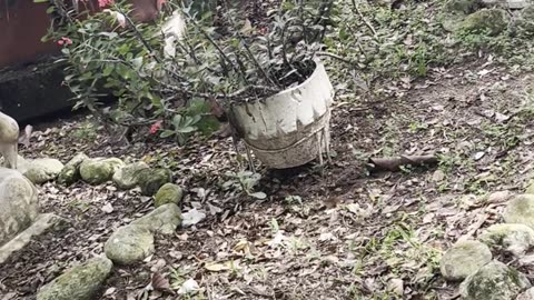 Baby Opossums Riding on Mama's Back