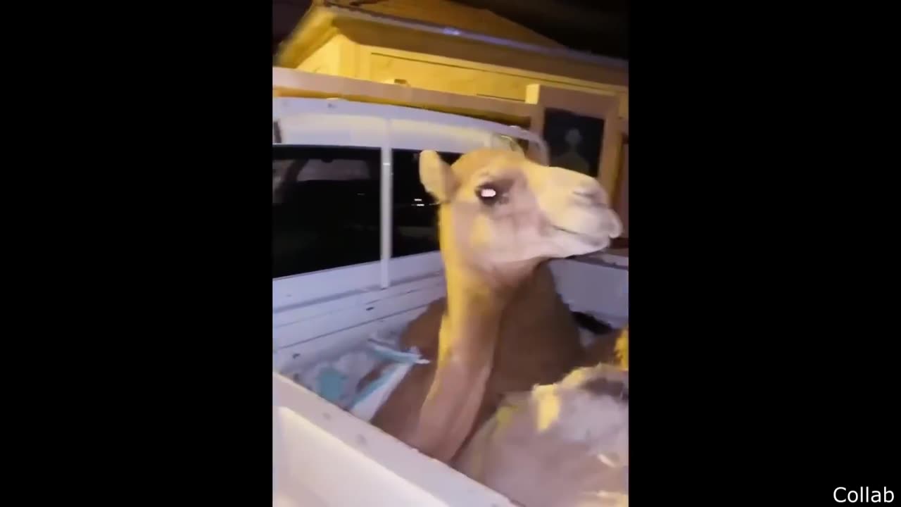 Best videos on Internet (2025)