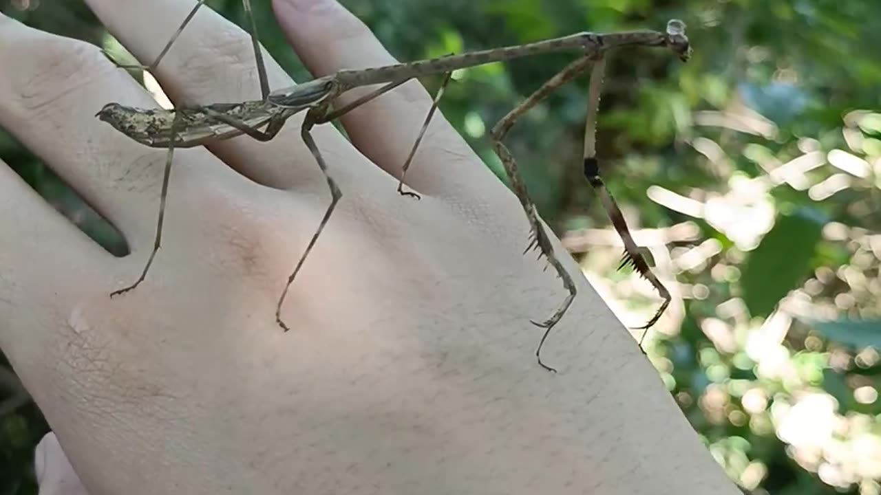 😮💡 The Giraffe Mantis Is Mind-Blowing! | FeedMyCuriosity