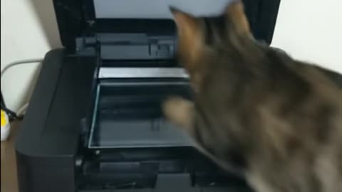 TAIGER Cat and Printer #aicat