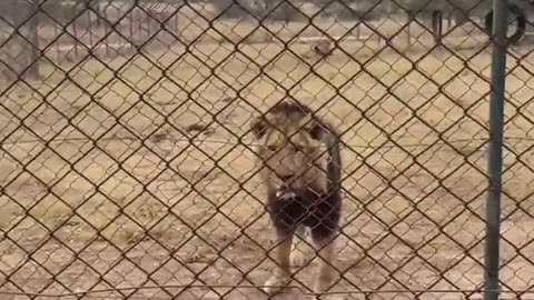 😂🦁 Lion is Like, Why is That Chicken Still Alive? | FunFM