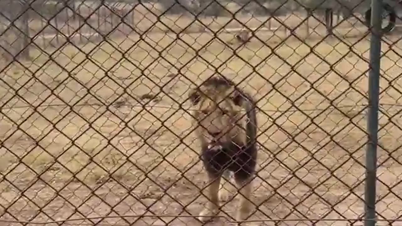 😂🦁 Lion is Like, Why is That Chicken Still Alive? | FunFM