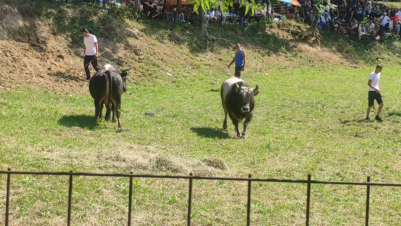 Zećo Pelto,Karasalihovic - Struja Jr. Braća Hasić