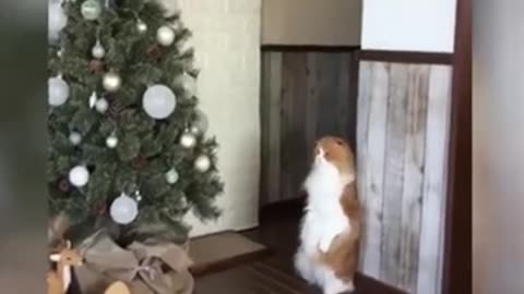 Funny Cuteness - Funny Cat Videos