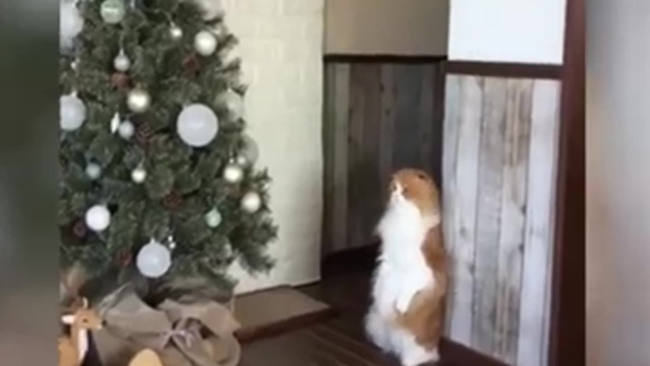 Funny Cuteness - Funny Cat Videos