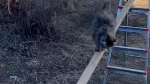 🎭 Cats Being Silly! 🐾 Funniest Pet Clips!