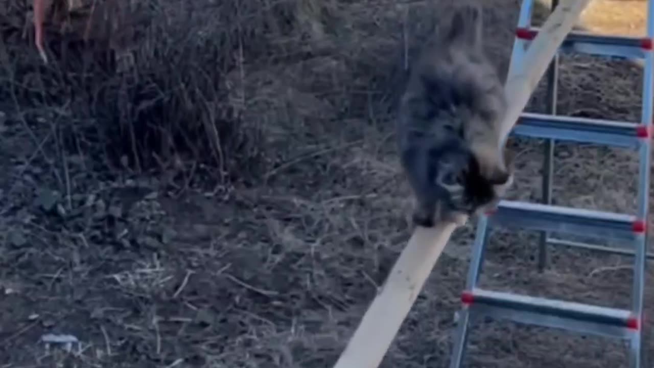 🎭 Cats Being Silly! 🐾 Funniest Pet Clips!