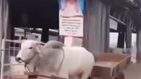 This Yoke I Will Bear