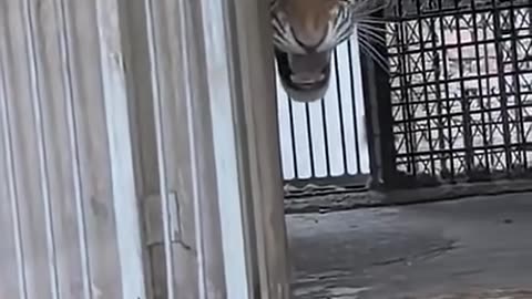 Protective Feline Cats over Young