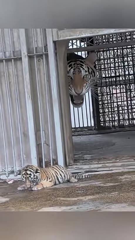 Protective Feline Cats over Young