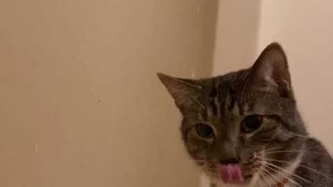 🥰 Big Tough Kitty Loves Water! ❤ | FunFM
