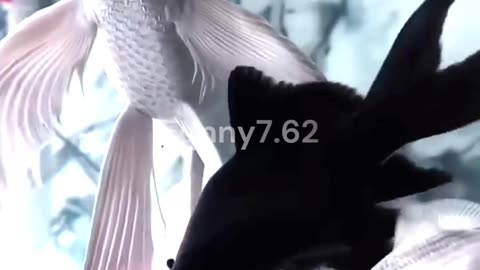 Caught a beautiful fish #healing #fish #love #shortvideo