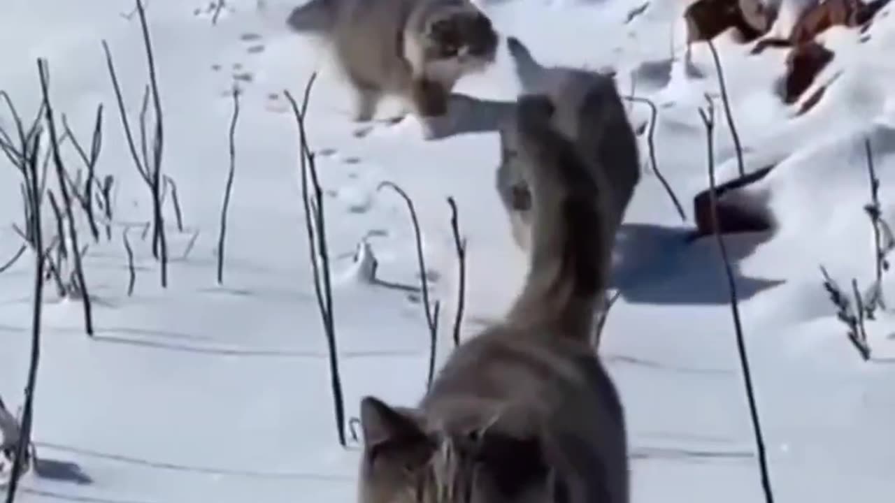 Cat-tastic Moments | Laugh, Smile, Melt π±π₯