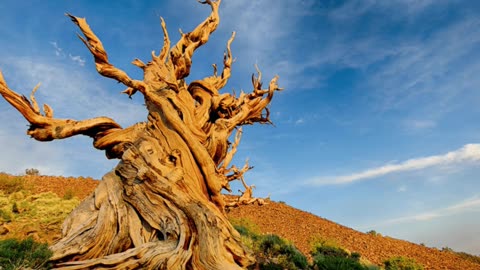 🌲 Meet the Oldest Tree on Earth: Over 4,800 Years Old! | Nature Fact 🌳
